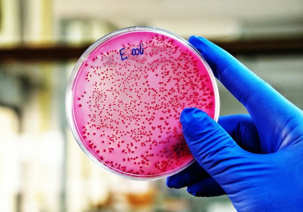 E. coli